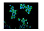 Cyclin B1 Antibody in Immunocytochemistry (ICC/IF)