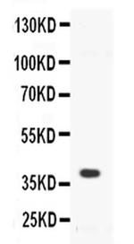 CD40 Antibody in Western Blot (WB)