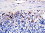 CD154 (CD40 Ligand) Antibody in Immunohistochemistry (Paraffin) (IHC (P))