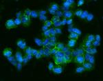 CD9 Antibody in Immunocytochemistry (ICC/IF)