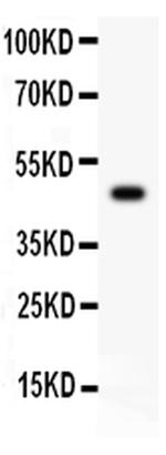 CSK Antibody in Western Blot (WB)