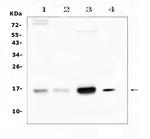 Cystatin C Antibody in Western Blot (WB)