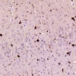 Cystatin C Antibody in Immunohistochemistry (Paraffin) (IHC (P))