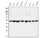 CtBP2 Antibody in Western Blot (WB)