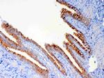 DYNLT1 Antibody in Immunohistochemistry (Paraffin) (IHC (P))