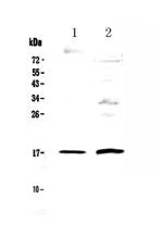 Epigen Antibody in Western Blot (WB)