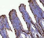 FGF19 Antibody in Immunohistochemistry (Paraffin) (IHC (P))