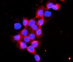 Flotillin 2 Antibody in Immunocytochemistry (ICC/IF)
