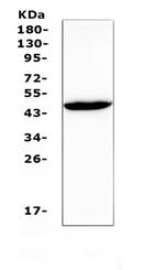 Connexin 45 Antibody in Western Blot (WB)