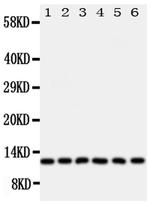 Glutaredoxin 2 Antibody in Western Blot (WB)