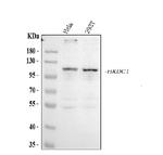 HKDC1 Antibody in Western Blot (WB)