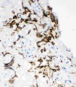 HYAL1 Antibody in Immunohistochemistry (Frozen) (IHC (F))