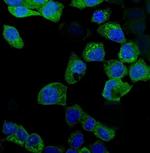 IDO Antibody in Immunocytochemistry (ICC/IF)