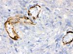 IDO Antibody in Immunohistochemistry (Paraffin) (IHC (P))