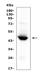 IDO Antibody in Western Blot (WB)