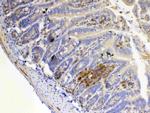 IL-12 p35 Antibody in Immunohistochemistry (Paraffin) (IHC (P))