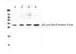 IL-17F Antibody in Western Blot (WB)