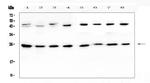 IL1F6 Antibody in Western Blot (WB)