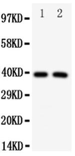 IRF2 Antibody in Western Blot (WB)