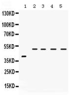 IRF2 Antibody in Western Blot (WB)