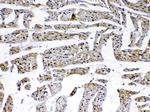 Laminin gamma-1,2,3 Antibody in Immunohistochemistry (Paraffin) (IHC (P))