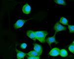 MEK3 Antibody in Immunocytochemistry (ICC/IF)