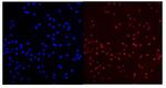 PCQAP Antibody in Immunocytochemistry (ICC/IF)