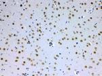 PCQAP Antibody in Immunohistochemistry (Paraffin) (IHC (P))