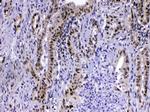 PCQAP Antibody in Immunohistochemistry (Paraffin) (IHC (P))