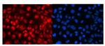 MED18 Antibody in Immunocytochemistry (ICC/IF)