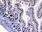 MED18 Antibody in Immunohistochemistry (Paraffin) (IHC (P))