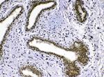 MED18 Antibody in Immunohistochemistry (Paraffin) (IHC (P))