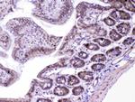 MED18 Antibody in Immunohistochemistry (Paraffin) (IHC (P))