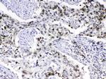 MED18 Antibody in Immunohistochemistry (Paraffin) (IHC (P))