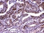 MED18 Antibody in Immunohistochemistry (Paraffin) (IHC (P))