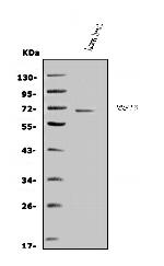 MMP16 Antibody in Western Blot (WB)