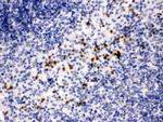 MMP8 Antibody in Immunohistochemistry (Paraffin) (IHC (P))