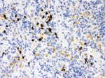 MMP8 Antibody in Immunohistochemistry (Paraffin) (IHC (P))