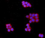 MPP1 Antibody in Immunocytochemistry (ICC/IF)