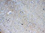 Neurocan Antibody in Immunohistochemistry (Paraffin) (IHC (P))