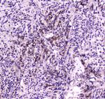 NPC2 Antibody in Immunohistochemistry (Paraffin) (IHC (P))