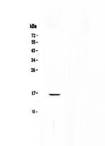 NPC2 Antibody in Western Blot (WB)