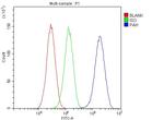 PAH Antibody in Flow Cytometry (Flow)