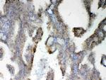 PAH Antibody in Immunohistochemistry (Paraffin) (IHC (P))