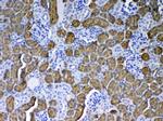 PAH Antibody in Immunohistochemistry (Paraffin) (IHC (P))