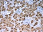 PAH Antibody in Immunohistochemistry (Paraffin) (IHC (P))