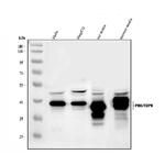 PBK Antibody in Western Blot (WB)