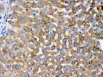 PGRMC1 Antibody in Immunohistochemistry (Paraffin) (IHC (P))