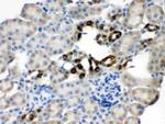 PGRMC1 Antibody in Immunohistochemistry (Paraffin) (IHC (P))