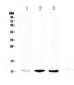 PPBP Antibody in Western Blot (WB)